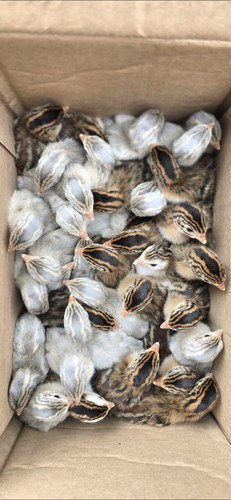 Guinea fowl hatching - guinea,