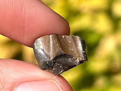 Nice iguanodon dinosaur tooth - nice,