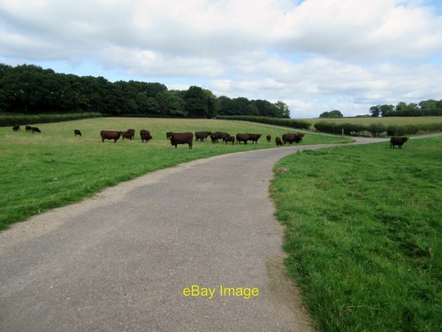 Photo 6x4 cattle across - 6x4,