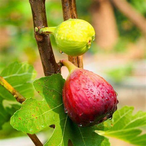 Chicago hardy fig tree - chicago,