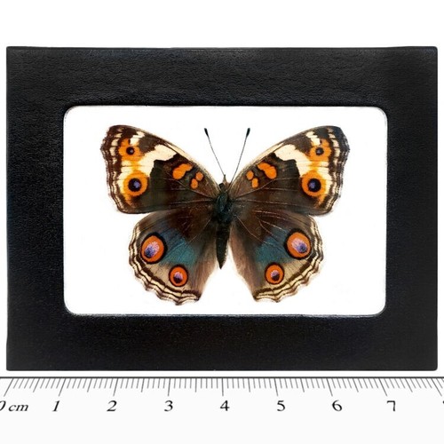 Junonia orithya female real - orithya,
