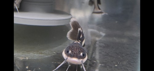Redtail catfish - redtail,