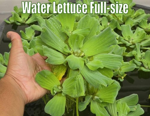 Water lettuce live aquatic - lettuce,