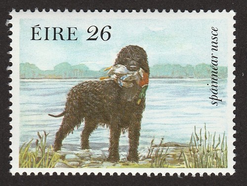 Irish water spaniel int l - spaniel, int'l