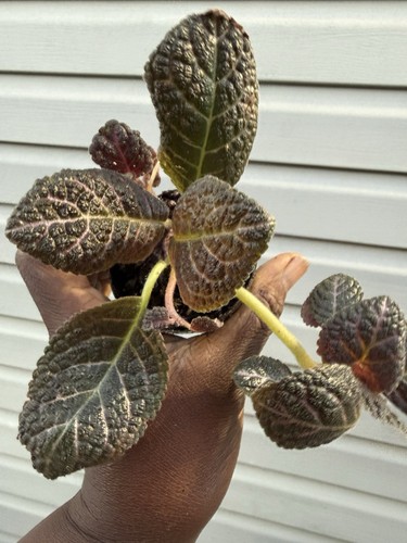 Episcia copper well rooted - copper,