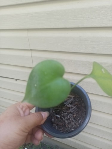 Monstera deliciosa swiss - monstera,