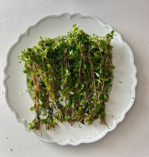 Assorted ludwigia aquarium - (1),