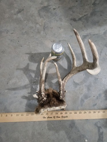 Freak wild point whitetail - 8,
