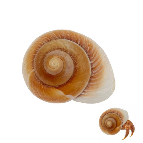 Niiiytyb large hermit - niiiytyb,