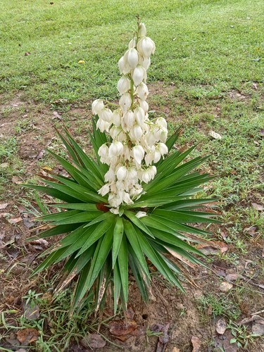 Spanish bayonet yucca - spanish,