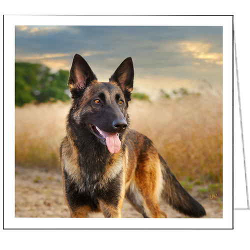 Dutch shepherd fine art - dutch,