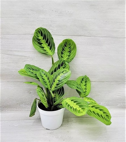 Prayer plant easy care - prayer,