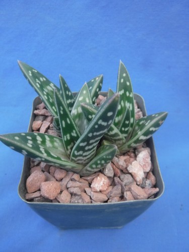 Aloe variegata - , 3