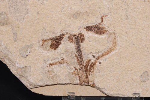 Fossil plant flower - plant,
