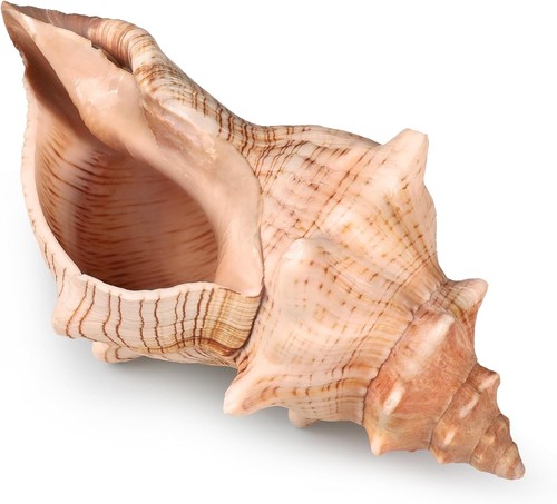 Giant natural conch shell - natural,