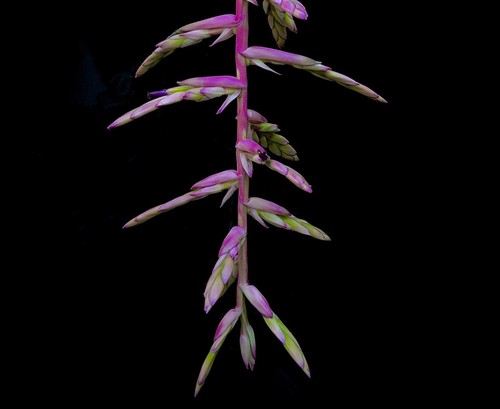 Tillandsia australis great - tillandsia, australis-great