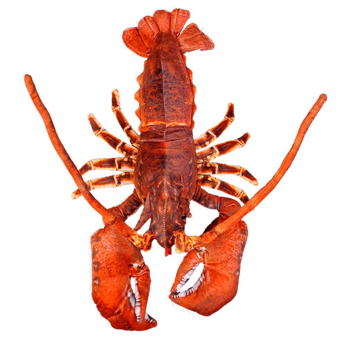 Lobster with claws ocean - with,