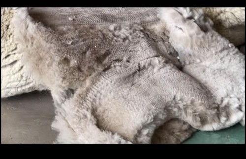 Raw suri huacaya alpaca - suri,