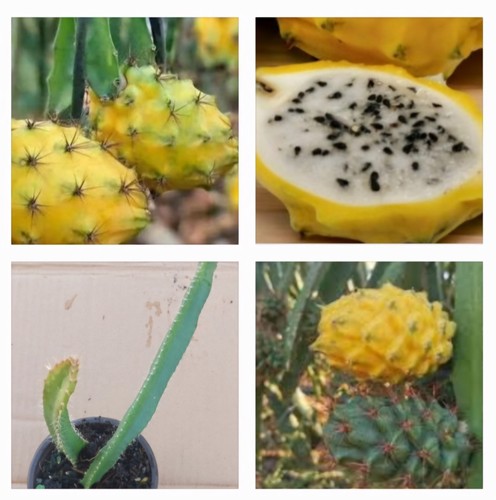 Two yellow dragon - yellow,