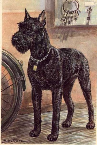 Giant schnauzer custom - giant,