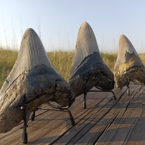 Megalodon shark tooth - megalodon,