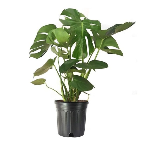 Live monstera deliciosa - e,