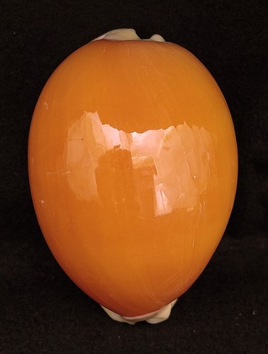 Lyncina aurantium - fs,