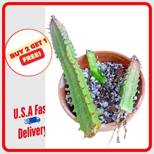 Rooted cathedral cactus live - cathedral,