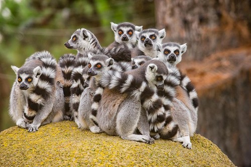 Group ring tailed - group, of