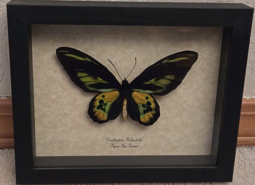 Ornithoptera rothsch butterfly - ornithoptera,