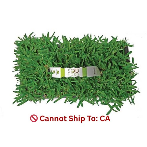 New augustine seville grass - new,