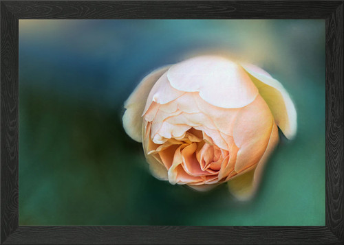 Beautiful rose framed wall - rose,