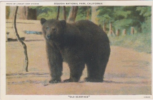 Black bear old - black, bear-old