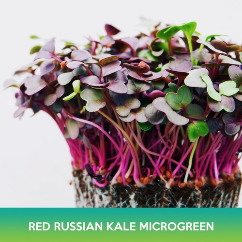 Red russian kale microgreens - red,
