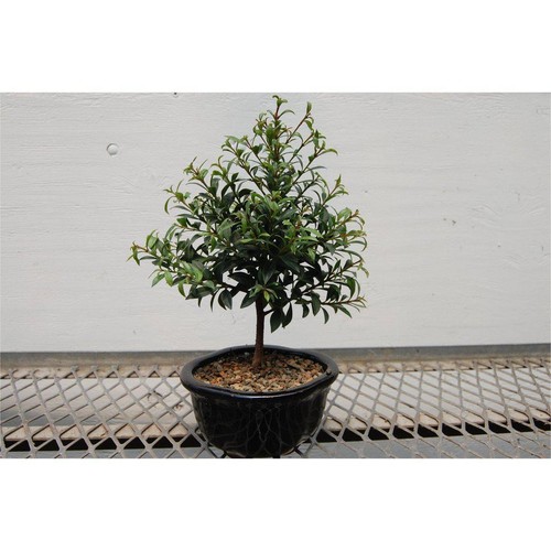 Flowering brush cherry bonsai - flowering,