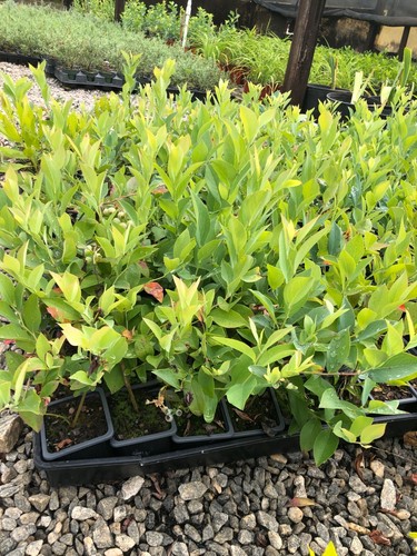 Brightwell blueberry - 10-,
