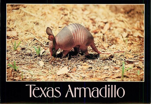 Postcard texas baby armadillo - postcard,