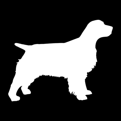 English springer spaniel - english,