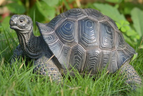 Lucky turtle statue - lucky,