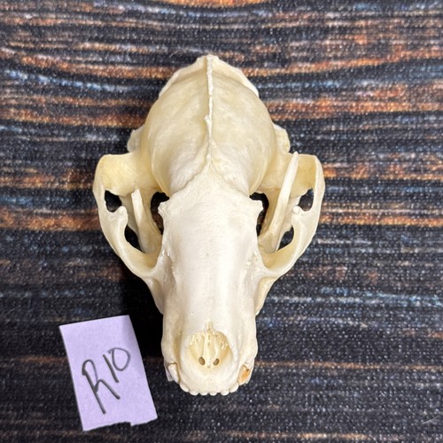 Real unique raccoon - real, xl