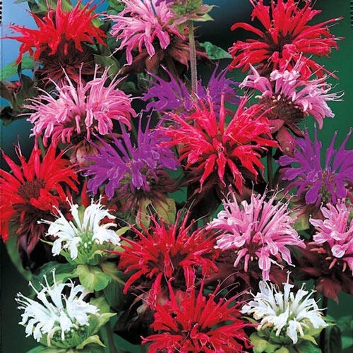 Bee balm mix - balm,