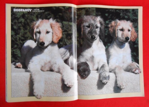 Rare afghan hound - rare,