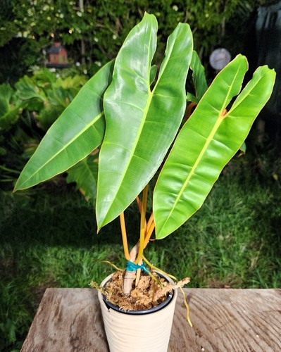 Philodendron billietiae plant - philodendron,