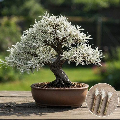Live dwarf white - live, willow