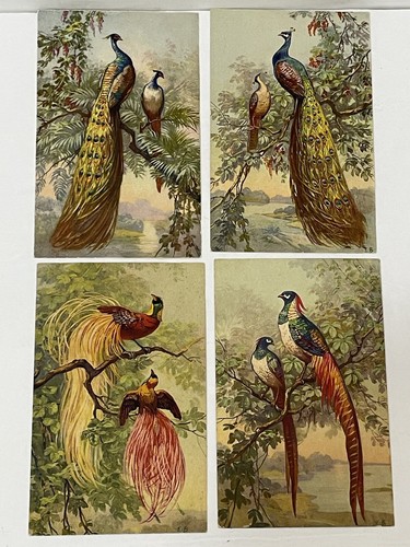 Vtg exotic bird - 4,