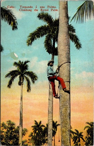 Cuba climbing the royal palm - cuba,