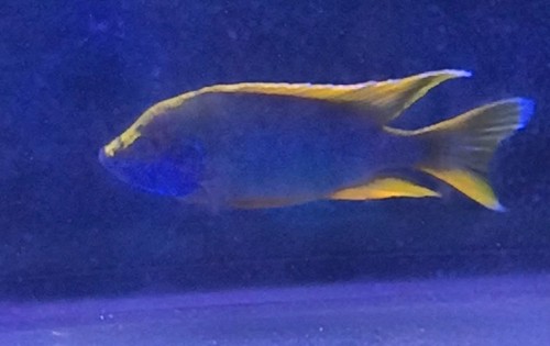 Lemon jake peacock african - peacock,