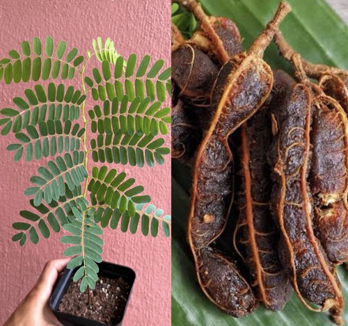 Sweet tamarind tree tamarindus - tamarind,