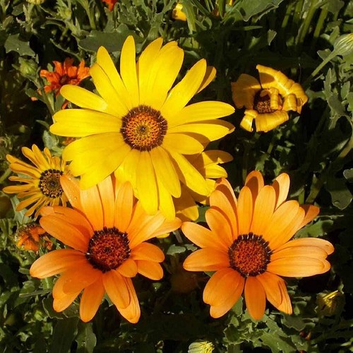African daisy - lb,