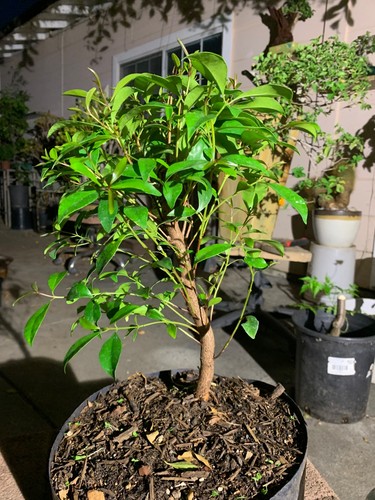 Flowering brush cherry - brush, 12